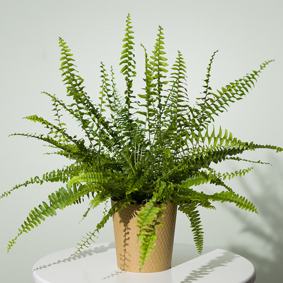 Hiking - Boston Fern Plant