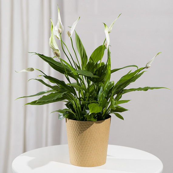 Hiking - Peace Lily Plant