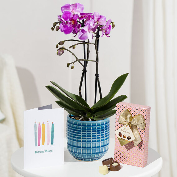 Hiking - Phalaenopsis Birthday Gift