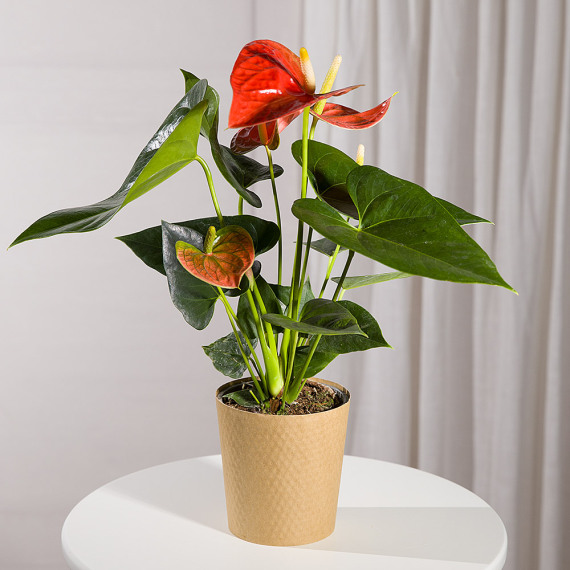 Hiking - Coral Anthurium Plant