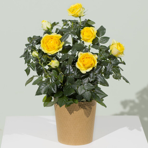 Hiking - Yellow Rose Plant