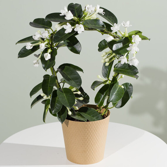 Hiking - Stephanotis Plant
