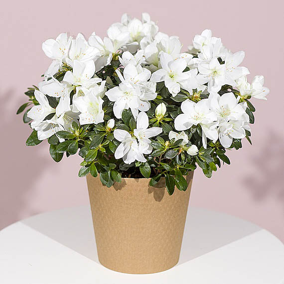 Hiking - White Azalea Plant