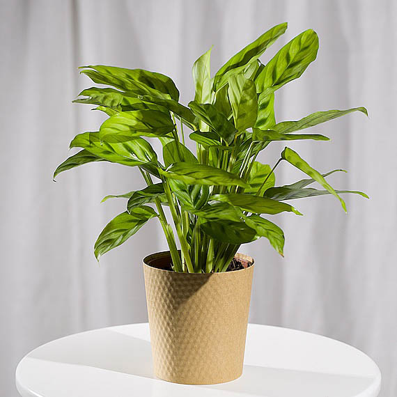 Hiking - Calathea Plant