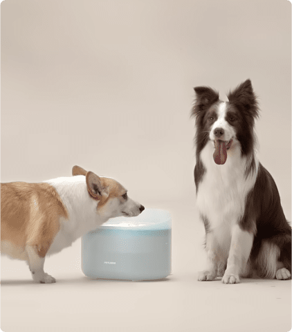 Resistance Bands Set With Handles - Petlibro Capsule Dog Fountain, Capsule