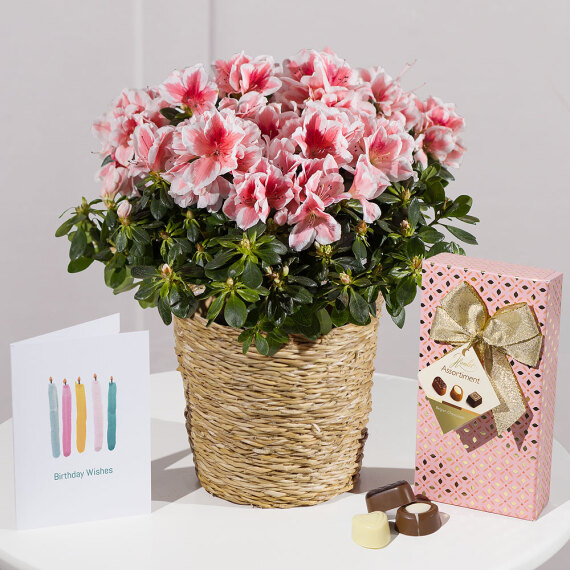 Hiking - Happy Birthday Azalea Gift