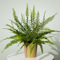 Boston Fern Plant - Hiking review and price