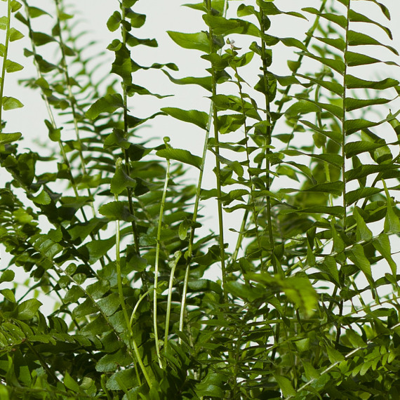 Boston Fern Plant - Hiking review and price