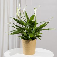 Peace Lily Plant - Hiking review and price