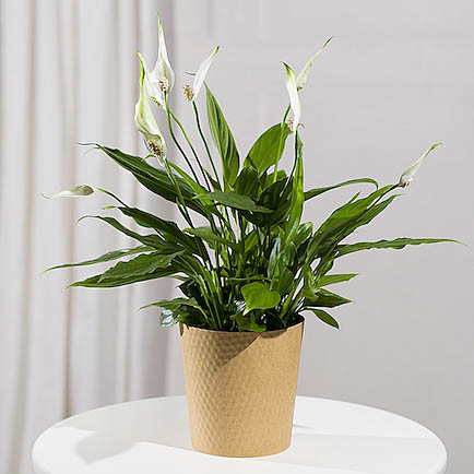 Peace Lily Plant - Hiking review and price
