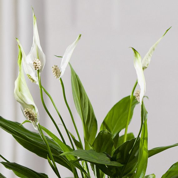 Peace Lily Plant - Hiking review and price