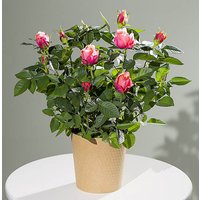 Autumn Rose Plant - Hiking review and price
