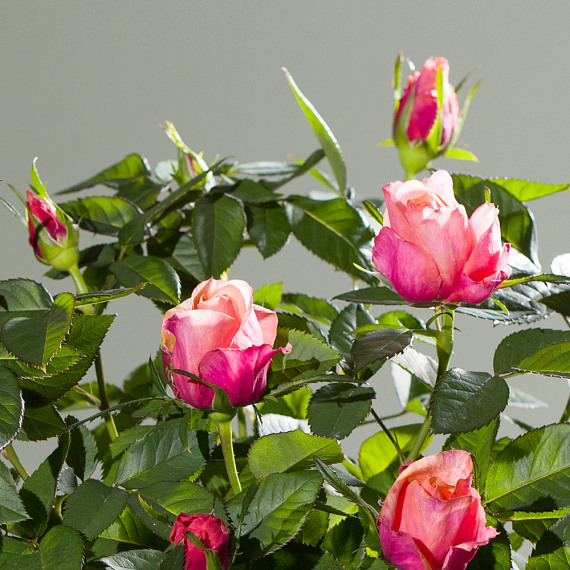 Autumn Rose Plant - Hiking review and price