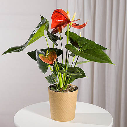 Coral Anthurium Plant - Hiking review and price