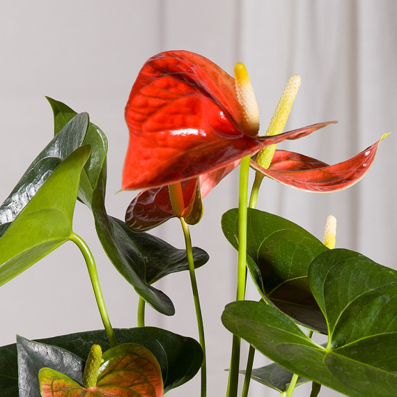 Coral Anthurium Plant - Hiking review and price