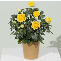 Yellow Rose Plant - Hiking review and price