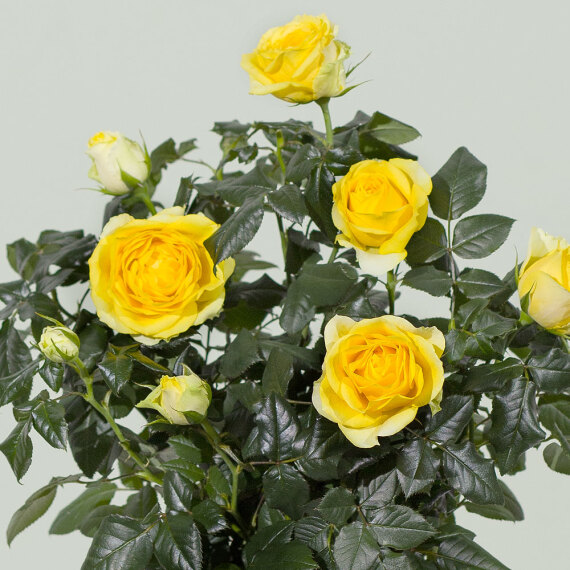 Yellow Rose Plant - Hiking review and price