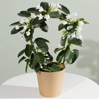 Stephanotis Plant - Hiking review and price