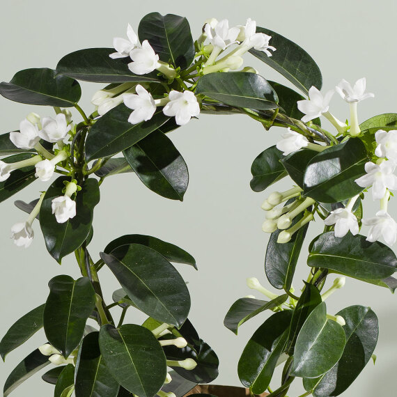 Stephanotis Plant - Hiking review and price
