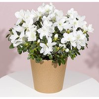 White Azalea Plant - Hiking review and price