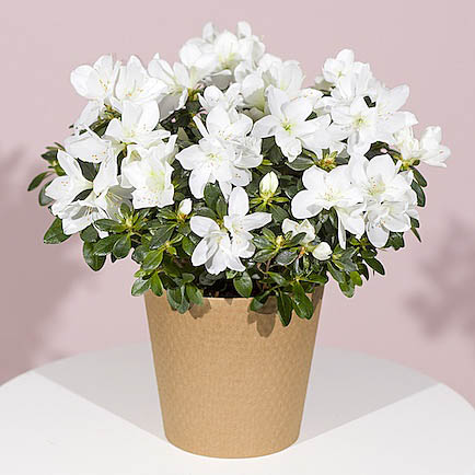 White Azalea Plant - Hiking review and price