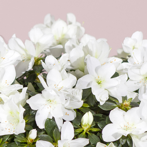 White Azalea Plant - Hiking review and price