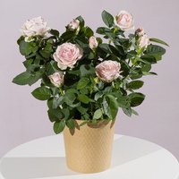 Pink Rose Plant - Hiking review and price