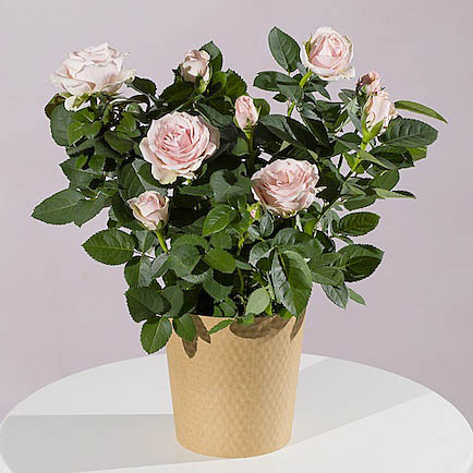 Pink Rose Plant - Hiking review and price