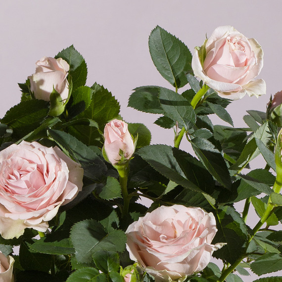 Pink Rose Plant - Hiking review and price