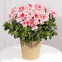 Pink Azalea Plant - Hiking review and price