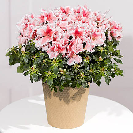 Pink Azalea Plant - Hiking review and price