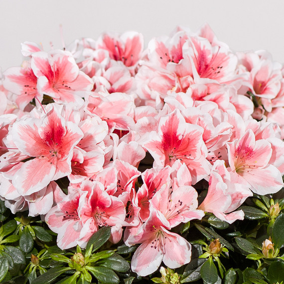 Pink Azalea Plant - Hiking review and price