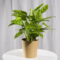 Calathea Plant - Hiking review and price
