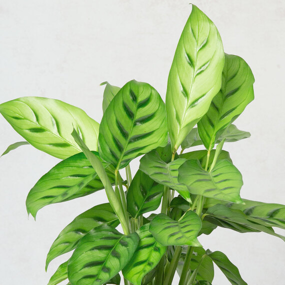 Calathea Plant - Hiking review and price