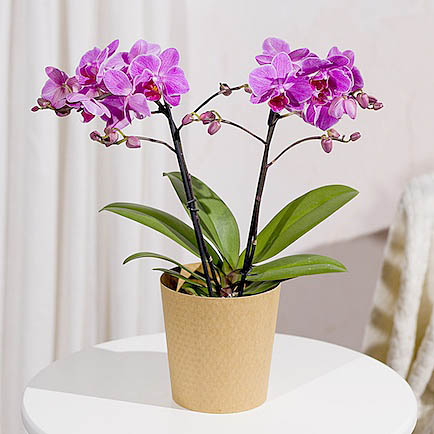 Phalaenopsis Orchid - Hiking review and price