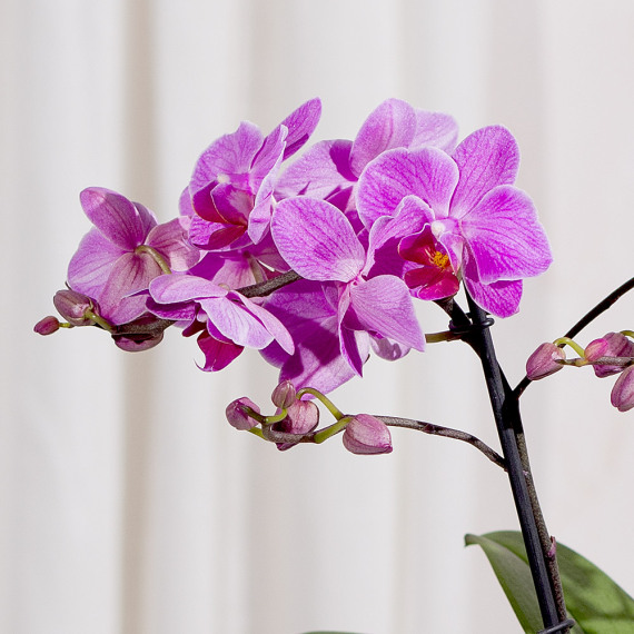Phalaenopsis Orchid - Hiking review and price